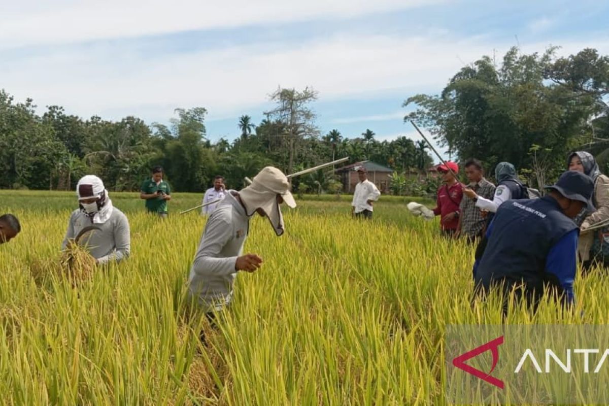 Dinas Pertanian Abdya umumkan hasil ubinan panen padi MT rendengan 2024