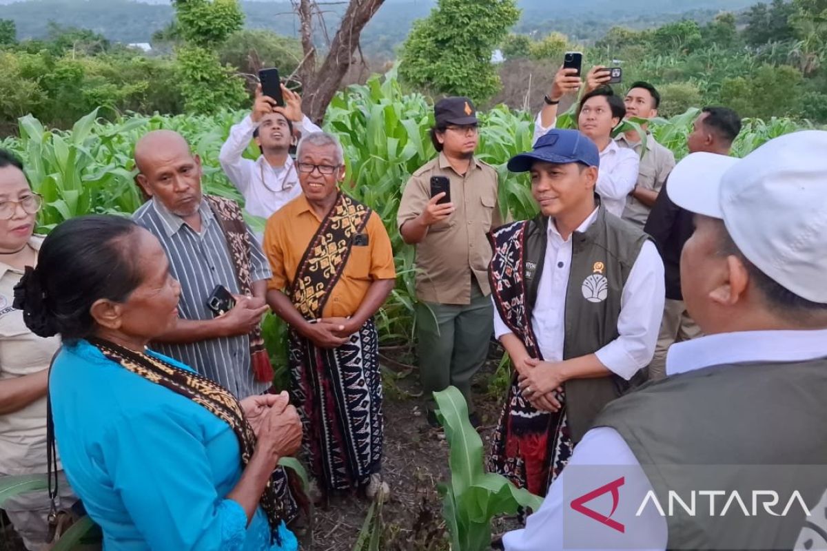 Menhut soroti tanaman Sorgum yang dikelola kelompok tani di Kabupaten Kupang