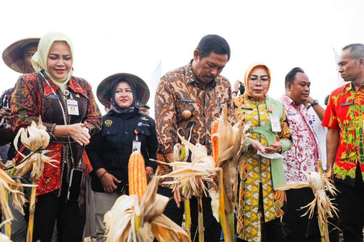 Gubernur  Jateng panen raya jagung di Grobogan