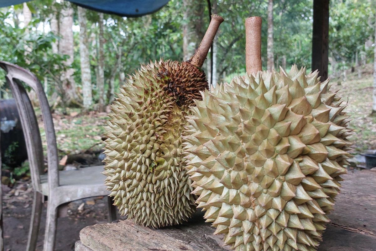 Musim panen durian tiba, petani sumringah raub cuan