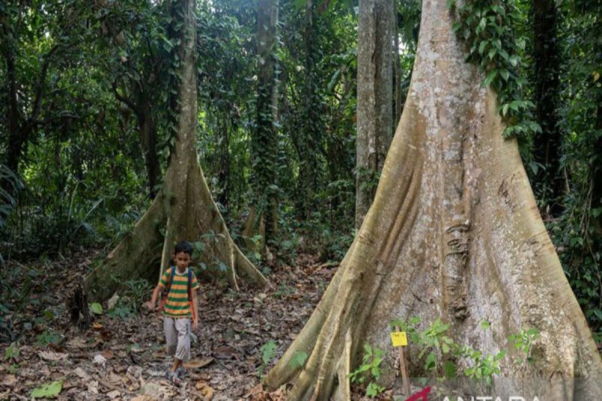 KPH Dolago: Parigi Moutong dapat Rp1 miliar untuk pemantapan REDD+