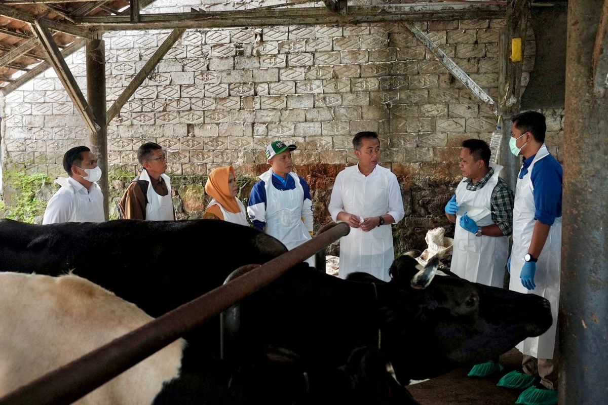 West Java distributes 52,000 doses of FMD vaccine