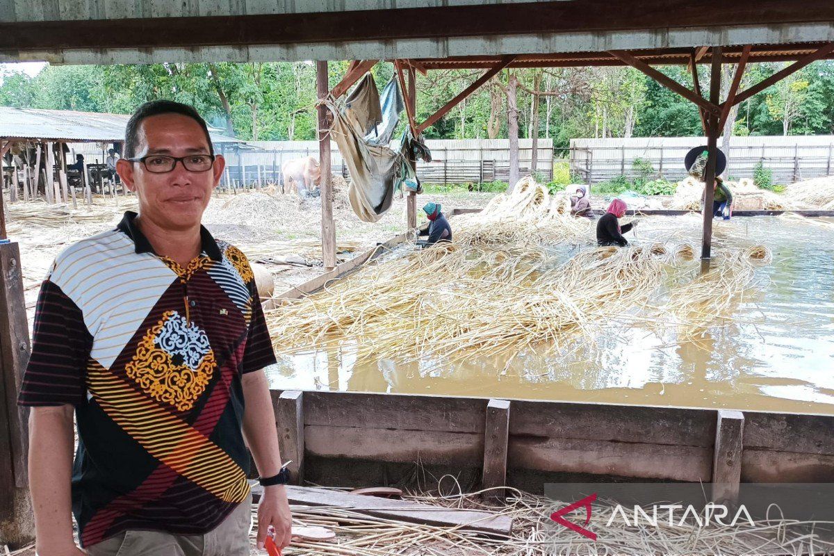 Musim durian, harga rotan di Kotim naik signifikan