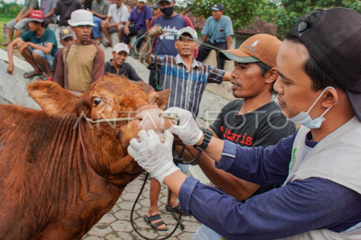 DIY ajukan 100 ribu dosis vaksin PMK ke Kementerian Pertanian