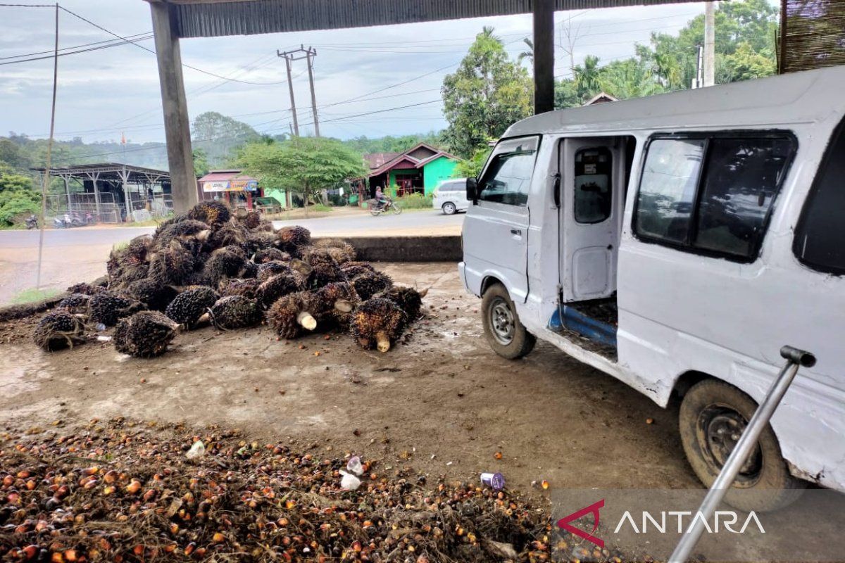 Dinas TPHP Bengkulu catat program peremajaan sawit capai 5.150 hektare