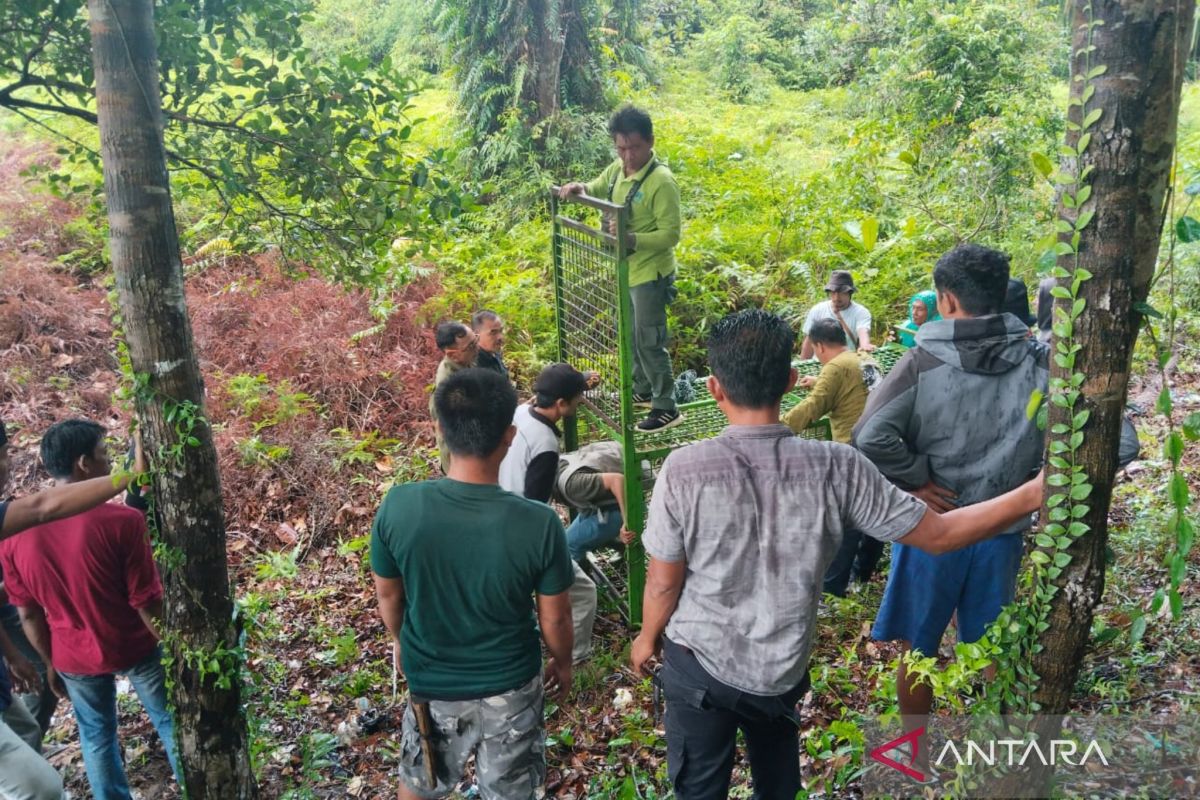 Pemkab Mukomuko ajak semua pihak sinergi cegah konflik harimau