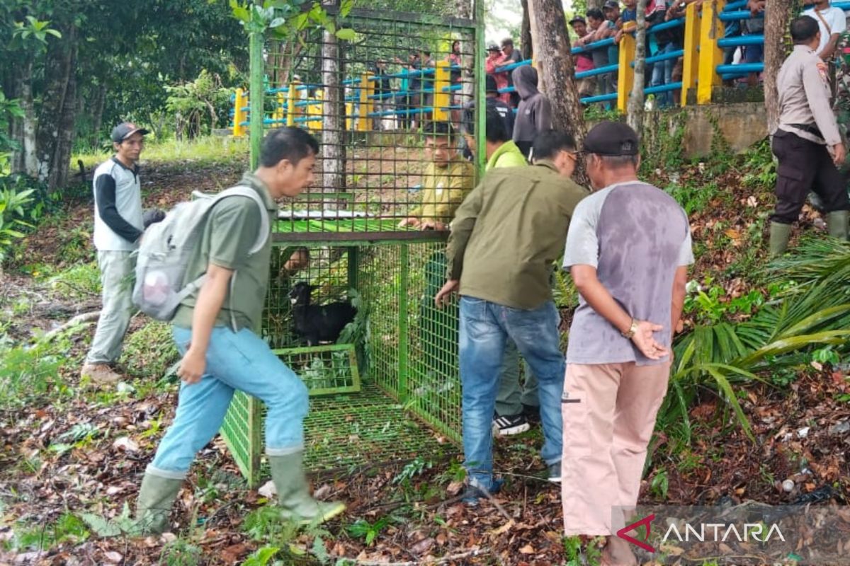 Pemkab Mukomuko bantu BKSDA tangani harimau