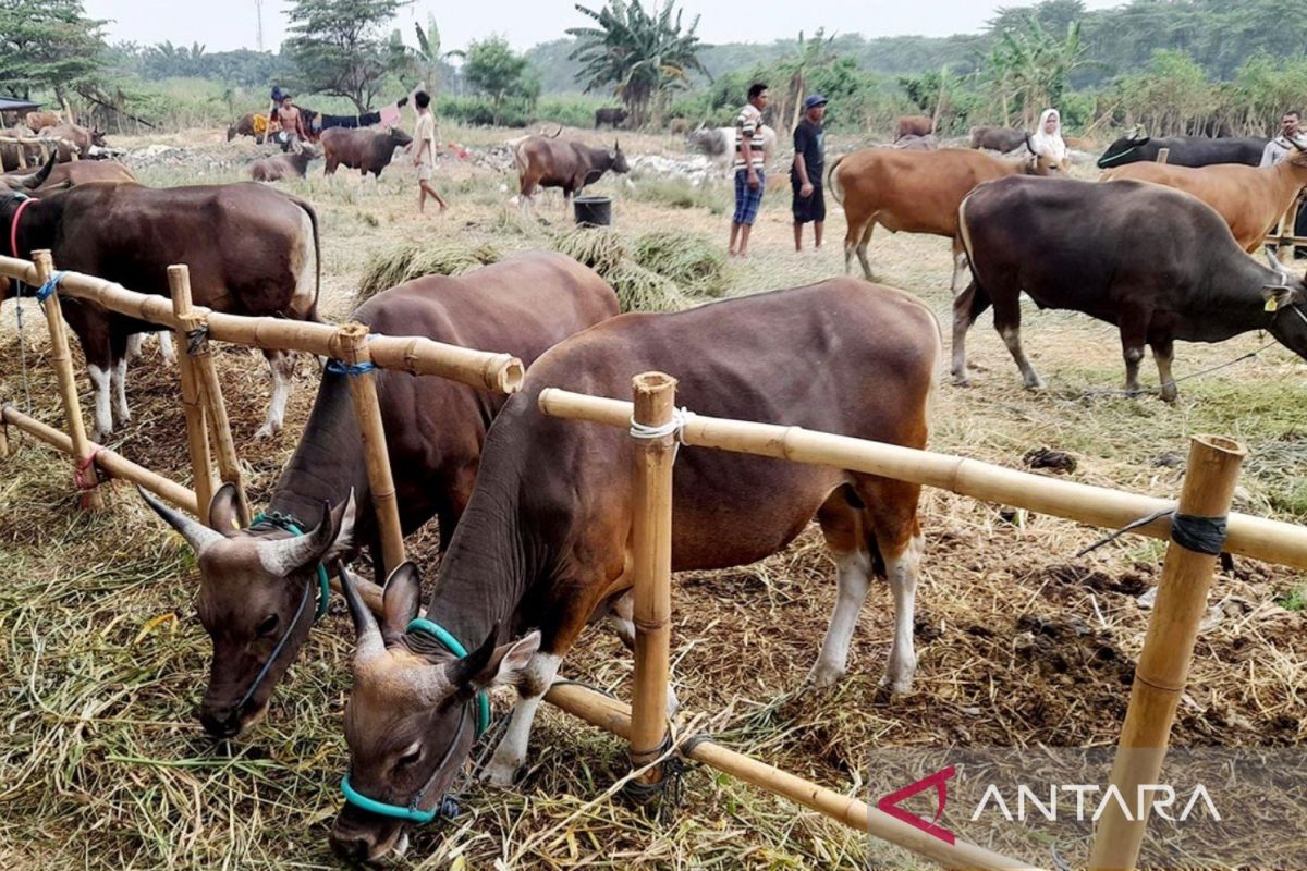 Pemkab Bekasi gencarkan vaksinasi cegah PMK hewan ternak