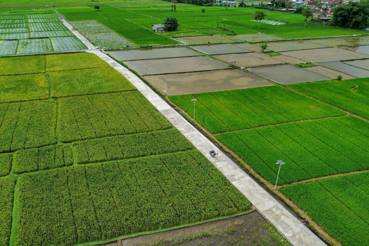 Menjaga produksi pangan dengan penuh kesungguhan