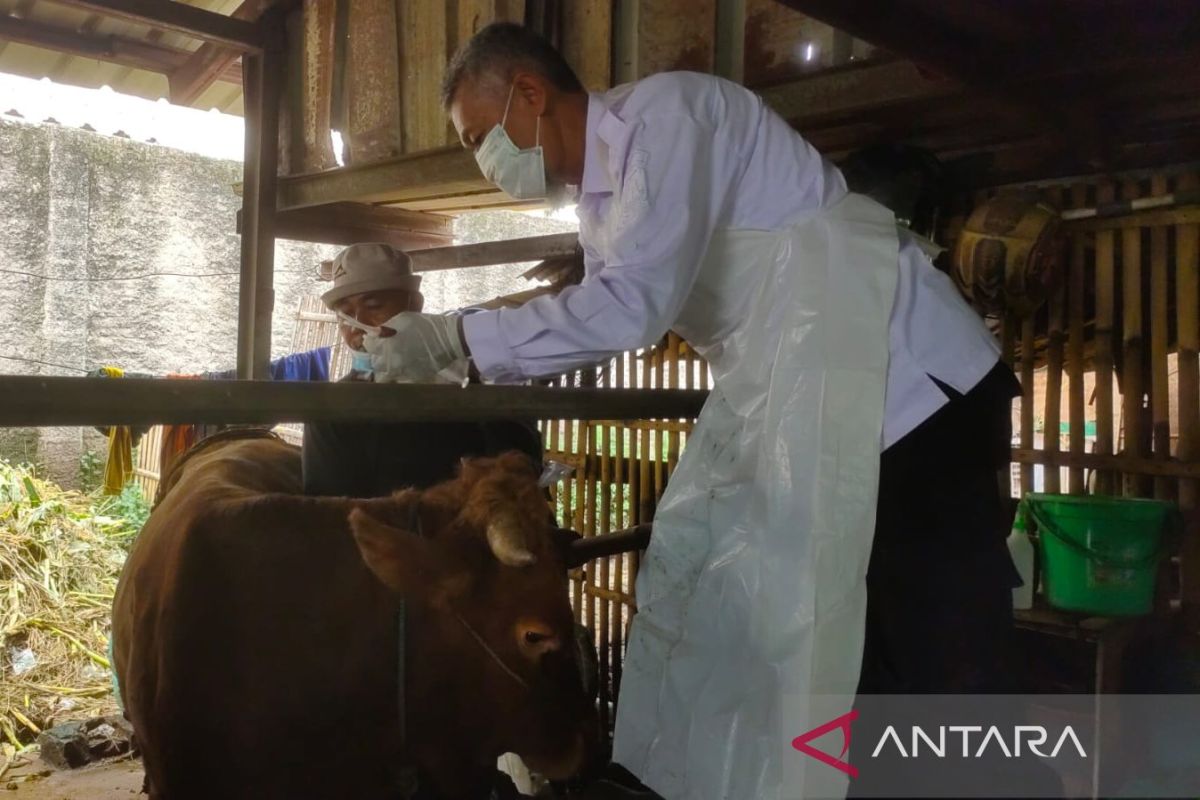 Pemkab Cirebon tangani cepat 38 ekor sapi terpapar PMK