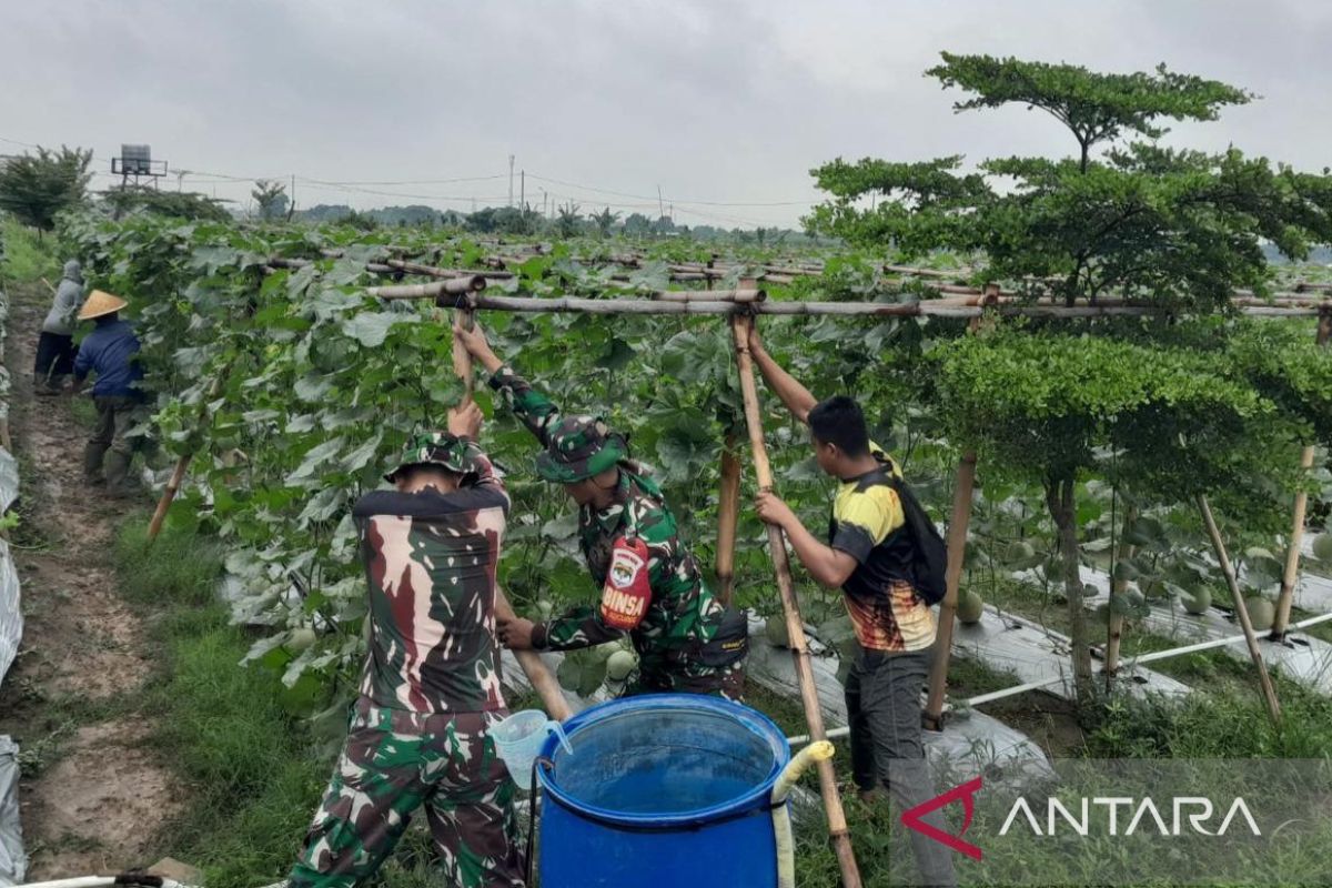 Korem 051/Wkt kembangkan budi daya melon kualitas tinggi