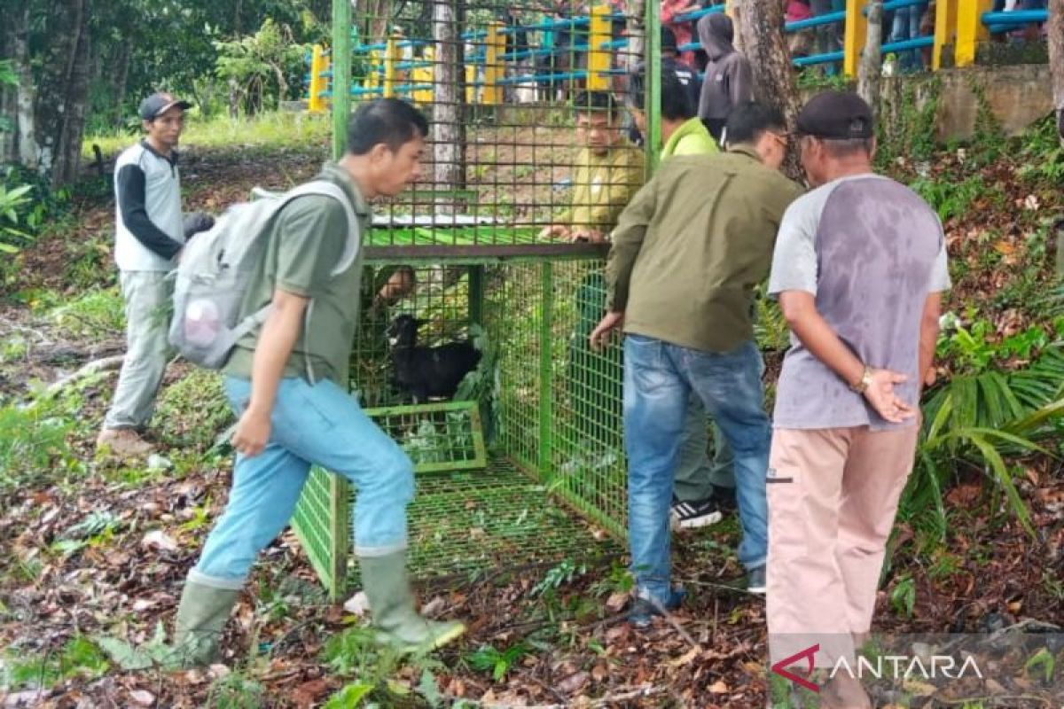 Pemkab Mukomuko sarankan antar-jemput anak sekolah antisipasi harimau