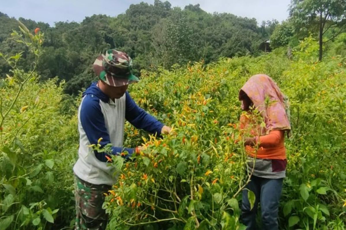 Babinsa Kodim 1402 edukasi masyarakat Polewali Mandar manfaatkan lahan tidur