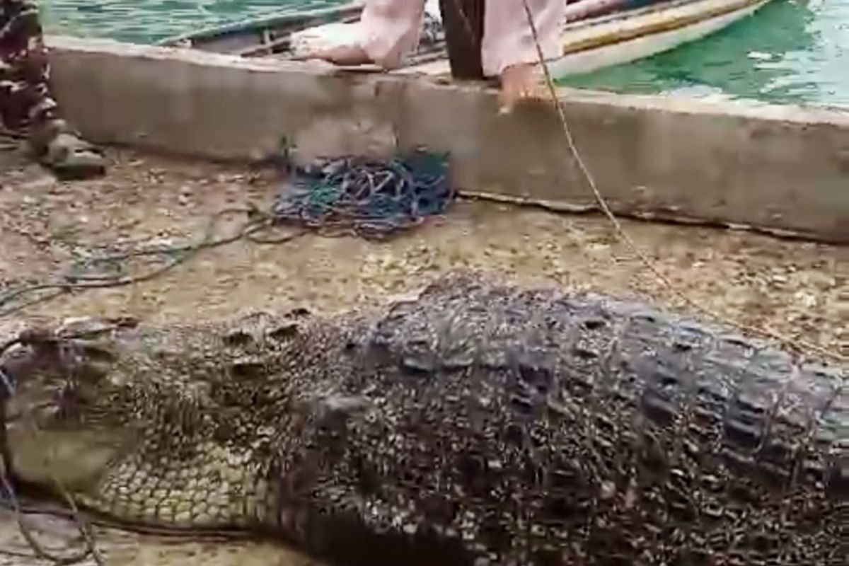 Dinas Perikanan Batam imbau nelayan agar waspada buaya lepas di perairan