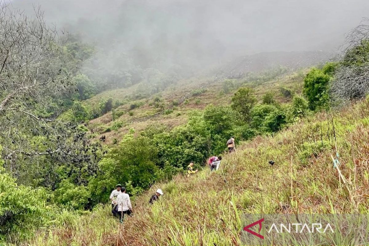 Kalsel tanam 1.500 bibit tanaman untuk ganti pohon mati di Gunung Pamaton