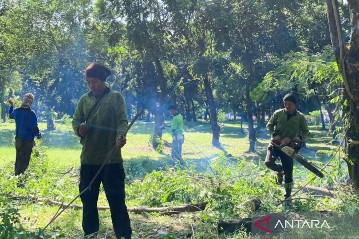 Jaktim pangkas 66 pohon yang rawan tumbang