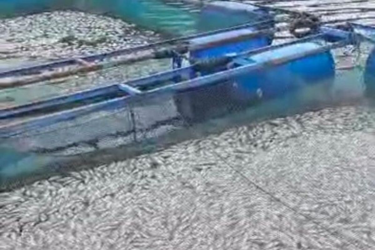 Lima ton ikan Danau Maninjau mati dampak angin kencang