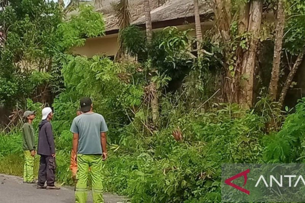 DLH Bangka tebang pohon di pinggir jalan sudah kering dan rawan tumbang