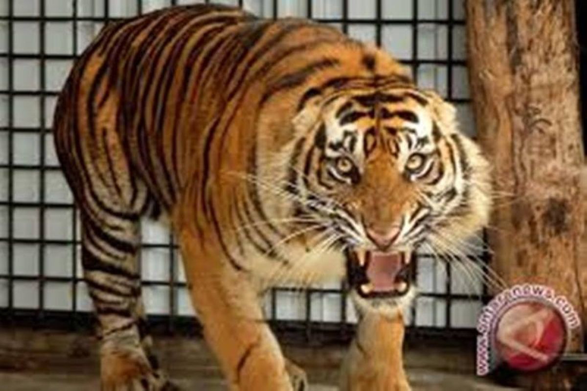 Harimau masuk kamp pekerja lapangan di Pelalawan