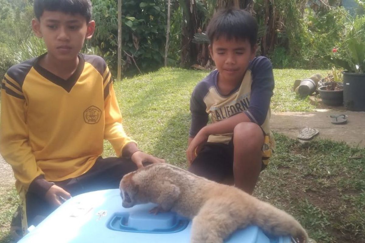 Buat bangga, dua siswa SD di Agam selamatkan kukang terluka (Video)