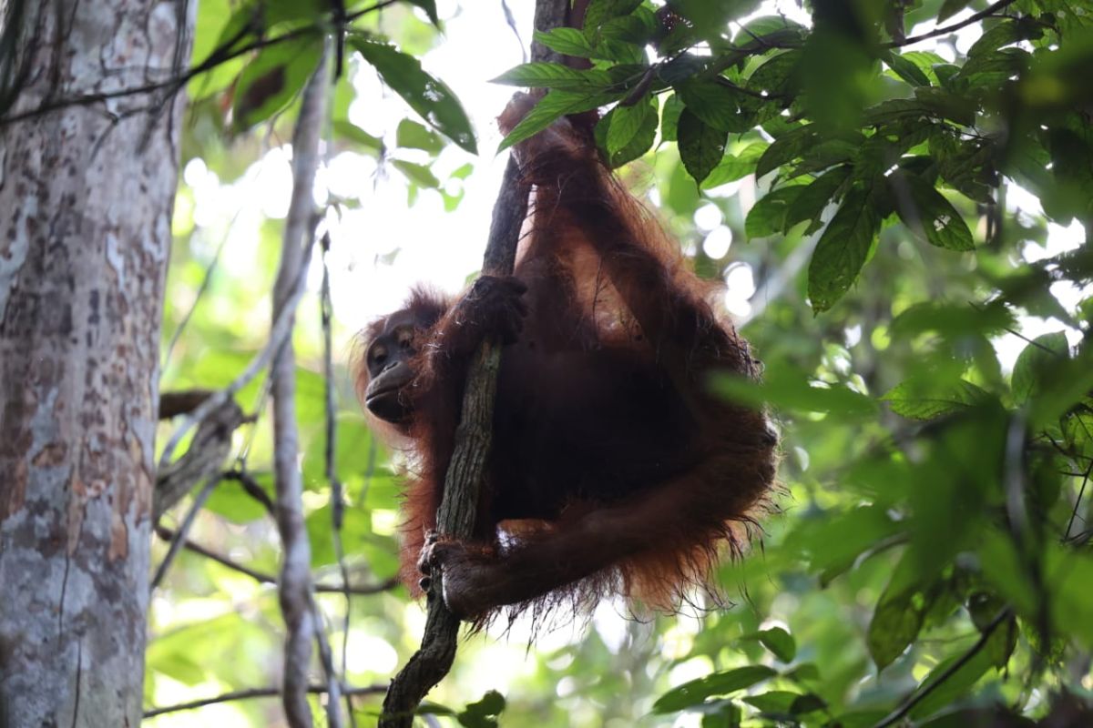 Kemenhut lepasliarkan 4 orang utan di Kaltim usai rehabilitasi