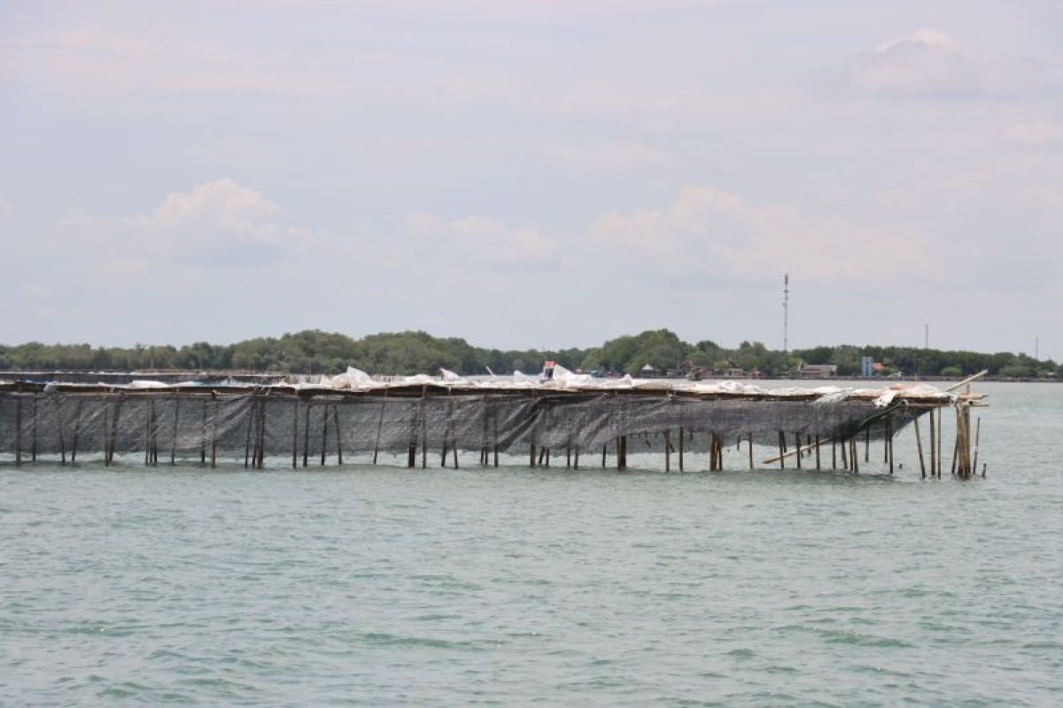 Walhi desak pemerintah segera bongkar pagar laut di Tangerang