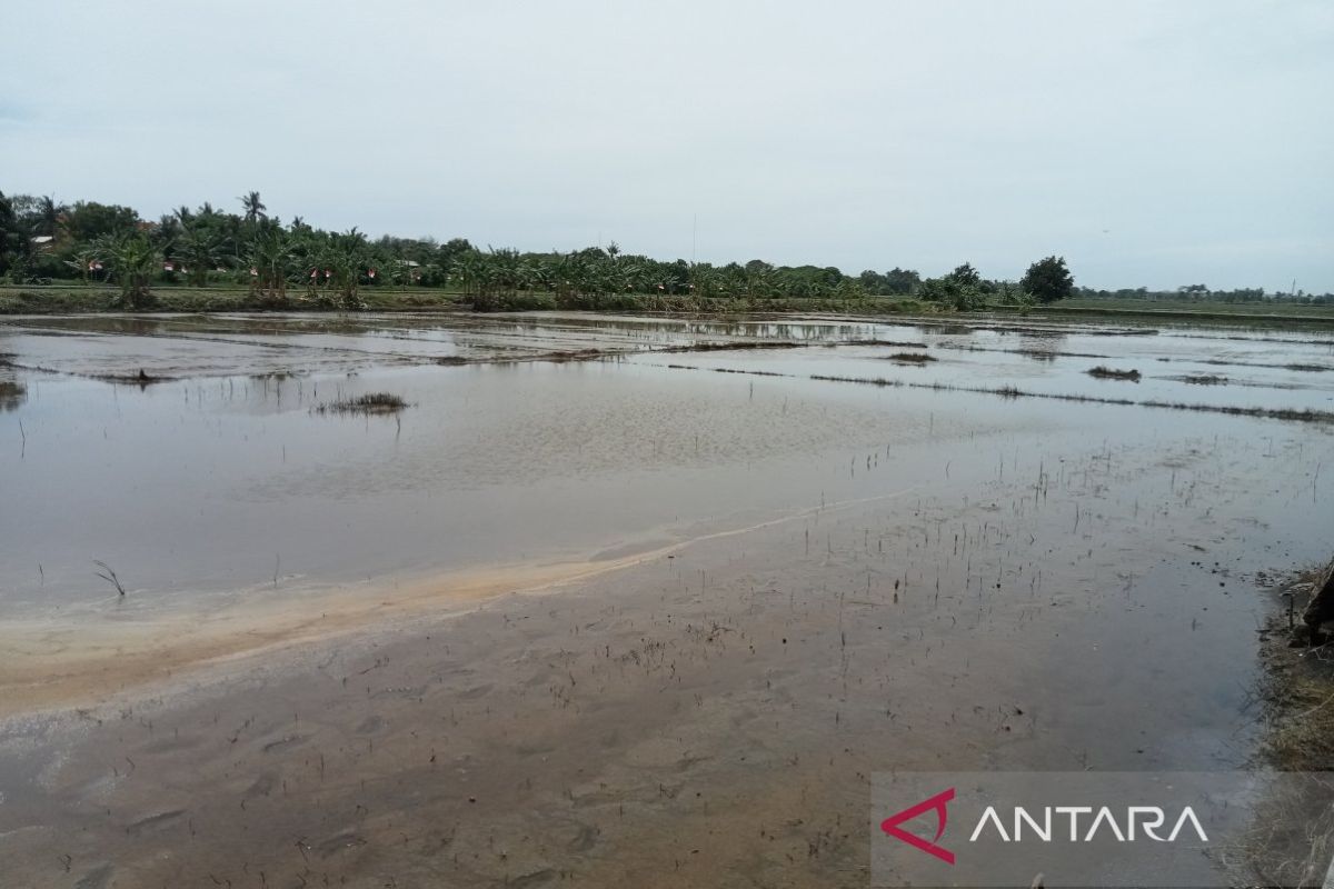 Bantul kembangkan wilayah Poncosari sentra ketahanan pangan