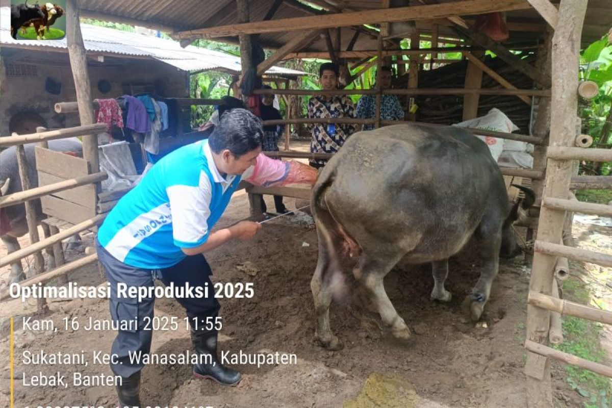 Tingkatkan populasi kerbau, Pemkab Lebak optimalkan IB