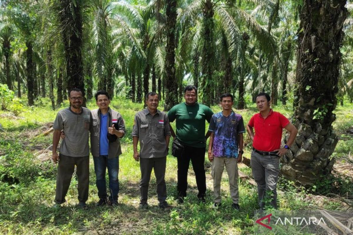 Pemkab jamin lahan peremajaan sawit Mukomuko bebas dari kawasan hutan