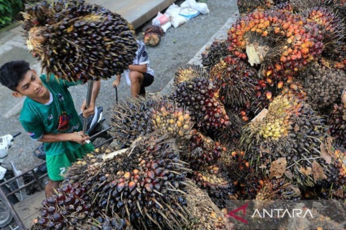 Kemarin, Indonesia menang atas gugatan sawit WTO hingga penyaluran B40