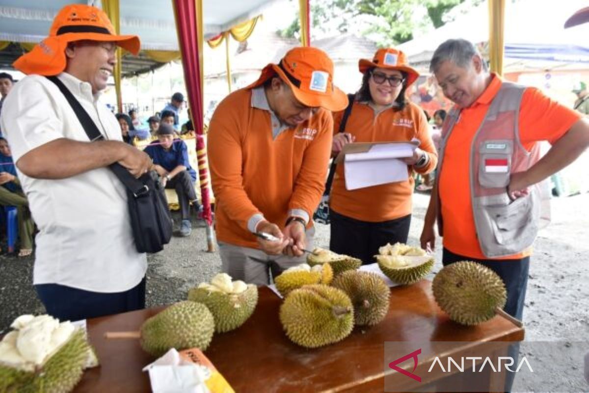 Rejang Lebong Bengkulu gelar festival buah durian varietas langka