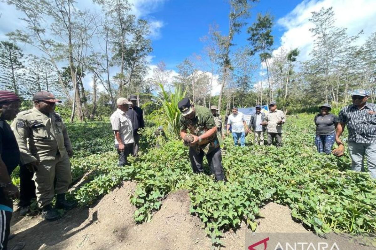 Pemkab: Lahan pertanian Jayawijaya capai 112 hektare lebihi target