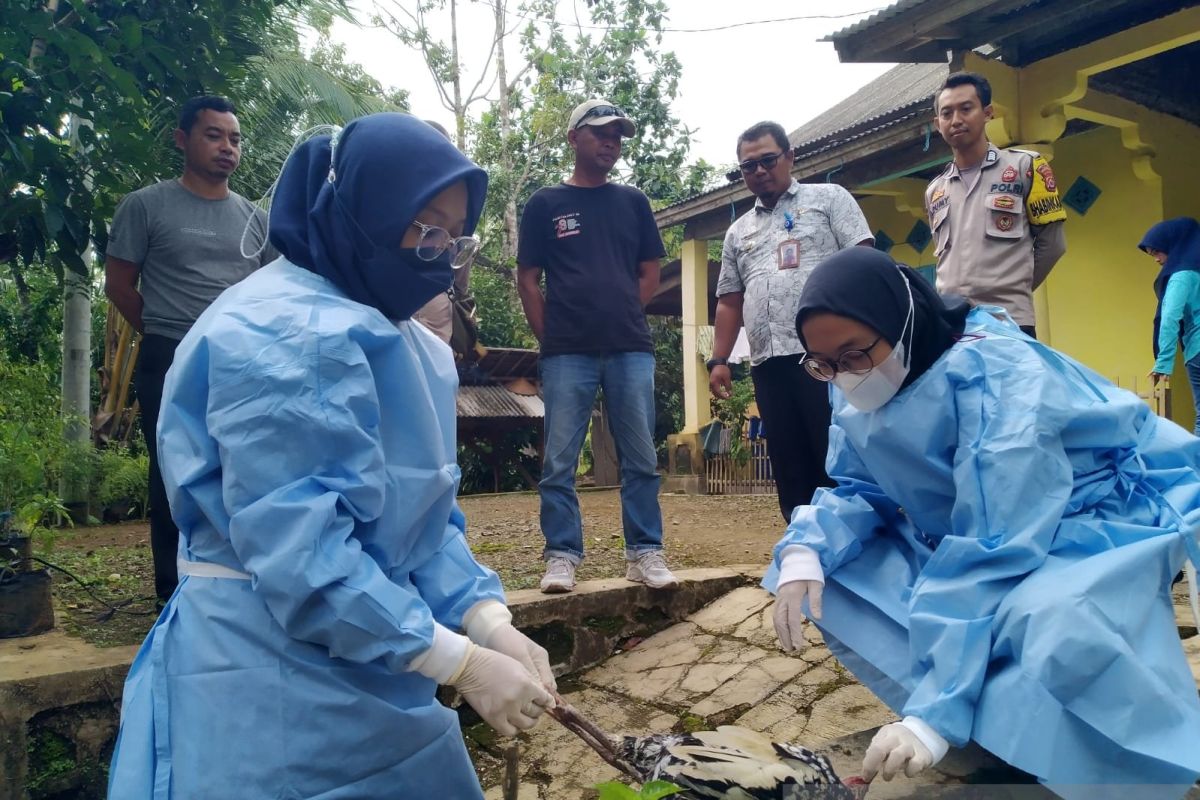 Banyak ternak mati, DPKP Pandeglang imbau warga tak panik