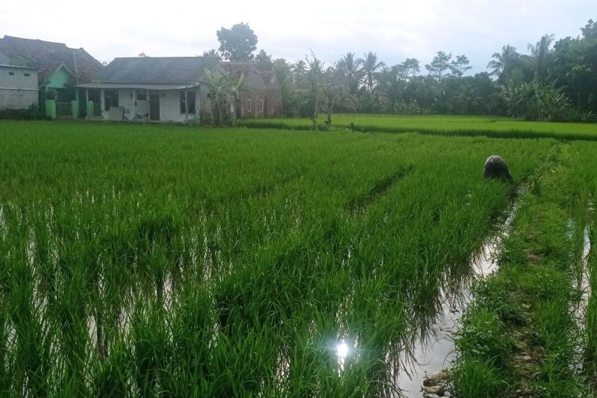 Pemkab Lebak ajak petani gotong royong perbaiki saluran irigasi