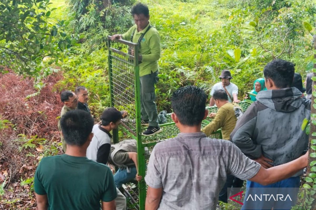 Tiga perangkap BKSDA belum bisa tangkap harimau di Mukomuko