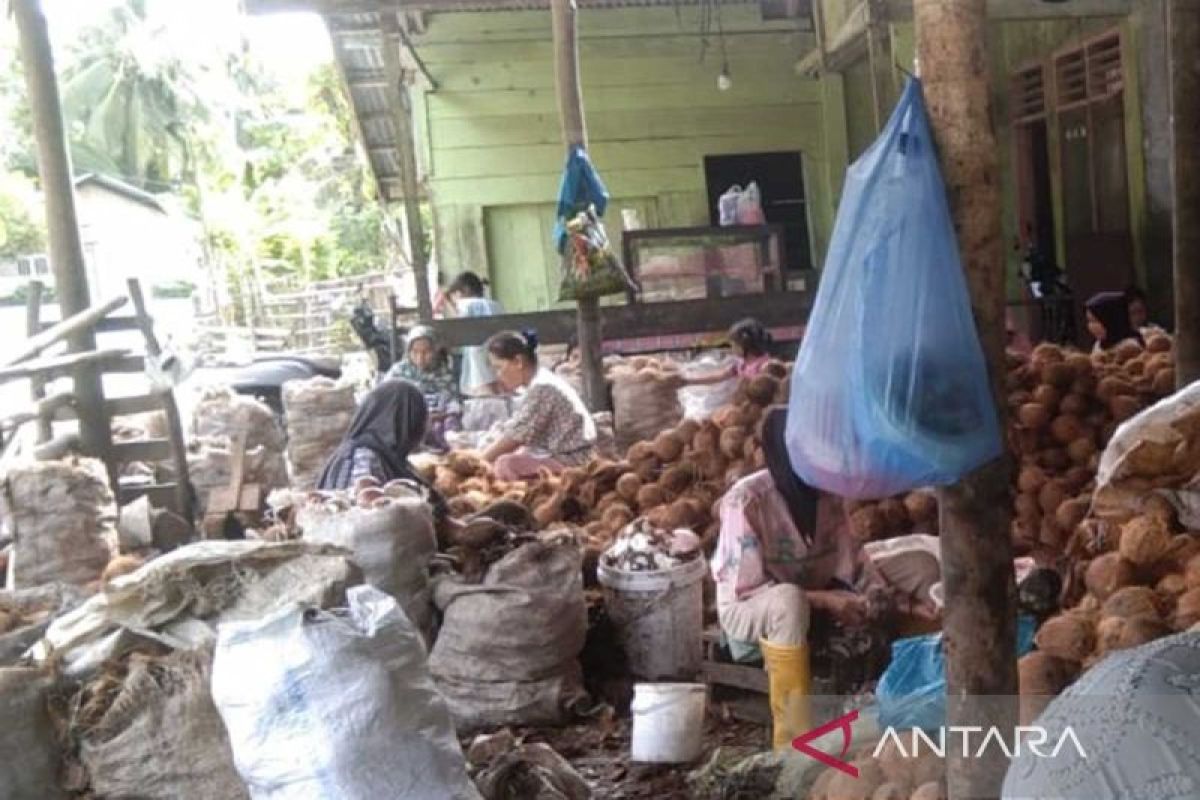 Harga kelapa di Pulau Simeulue capai Rp9.000 per butir