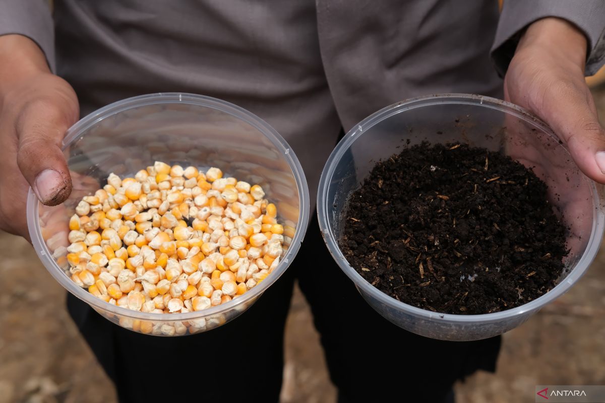 Polres Jayawijaya bakal panen jagung 10 ton pada April 2025