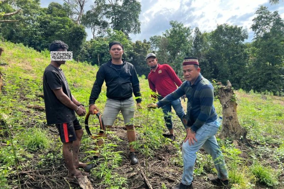 Polres Aceh Besar temukan ladang ganja di Lamteuba, tangkap terduga pemilik