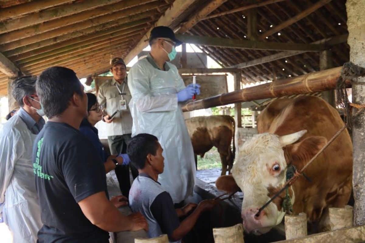 Sleman terus kendalikan laju penularan virus PMK