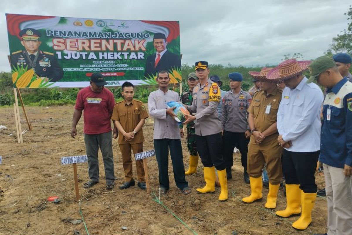 Penanaman jagung serentak di Tabalong cakup 15 hektare