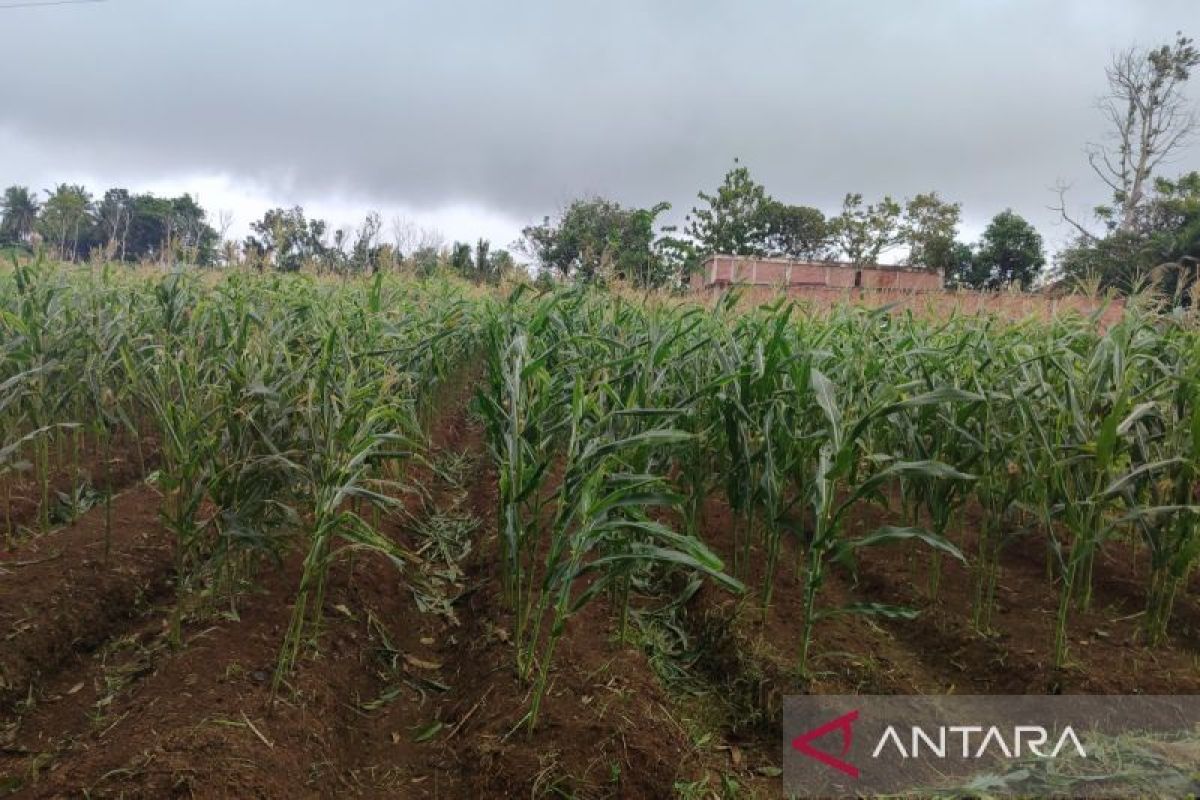 Polresta Bengkulu dukung program nasional, target panen 4,5 ton jagung