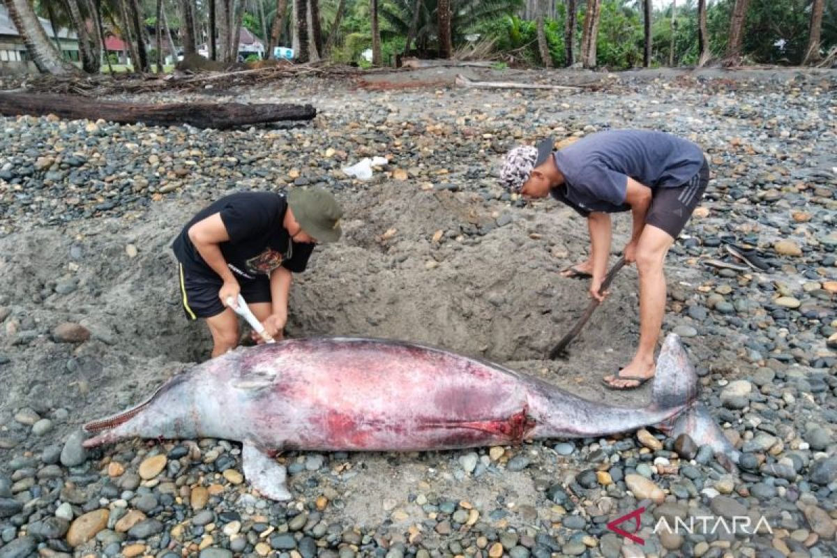 BKSDA kuburkan lumba-lumba yang terdampar di pantai Mukomuko