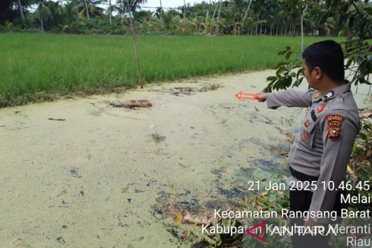 Tiga hari hilang, seorang wanita di Meranti ditemukan tak bernyawa di sawah