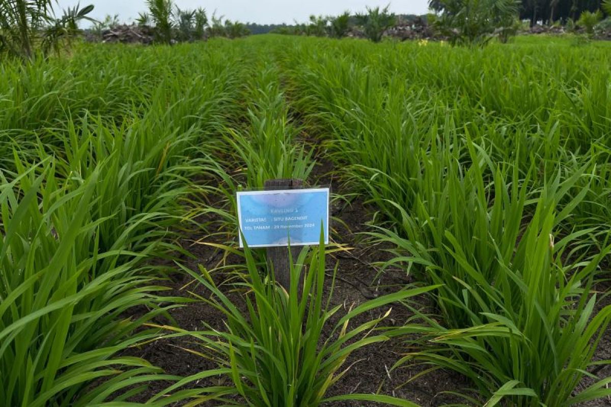 Progres program tanam padi PTPN  subur dan potensi tambah pendapatan petani sawit