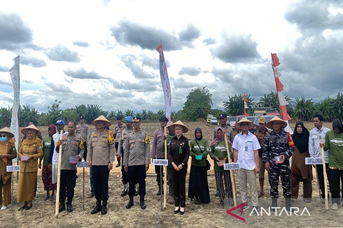 Polres Bombana bersama Bulog lakukan penanaman jagung di Lantari Jaya