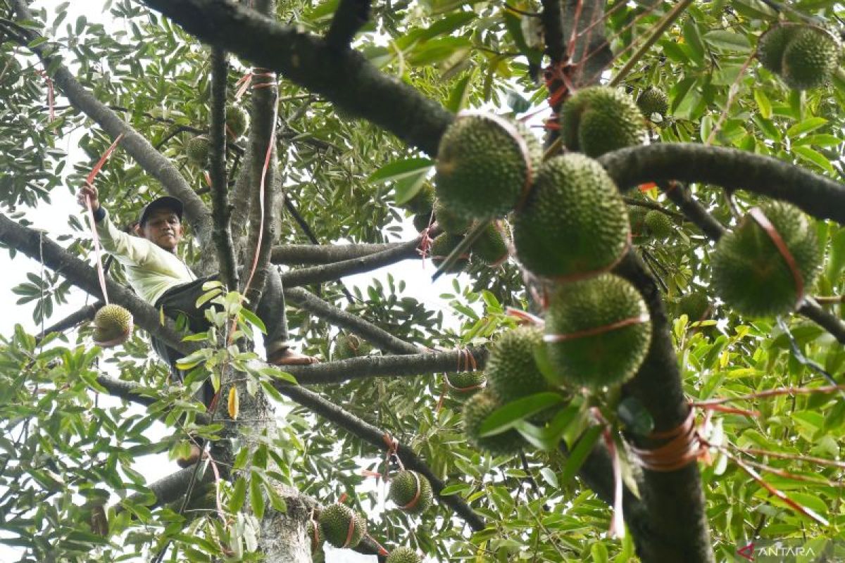 Indonesia gains approval to export frozen durian to China