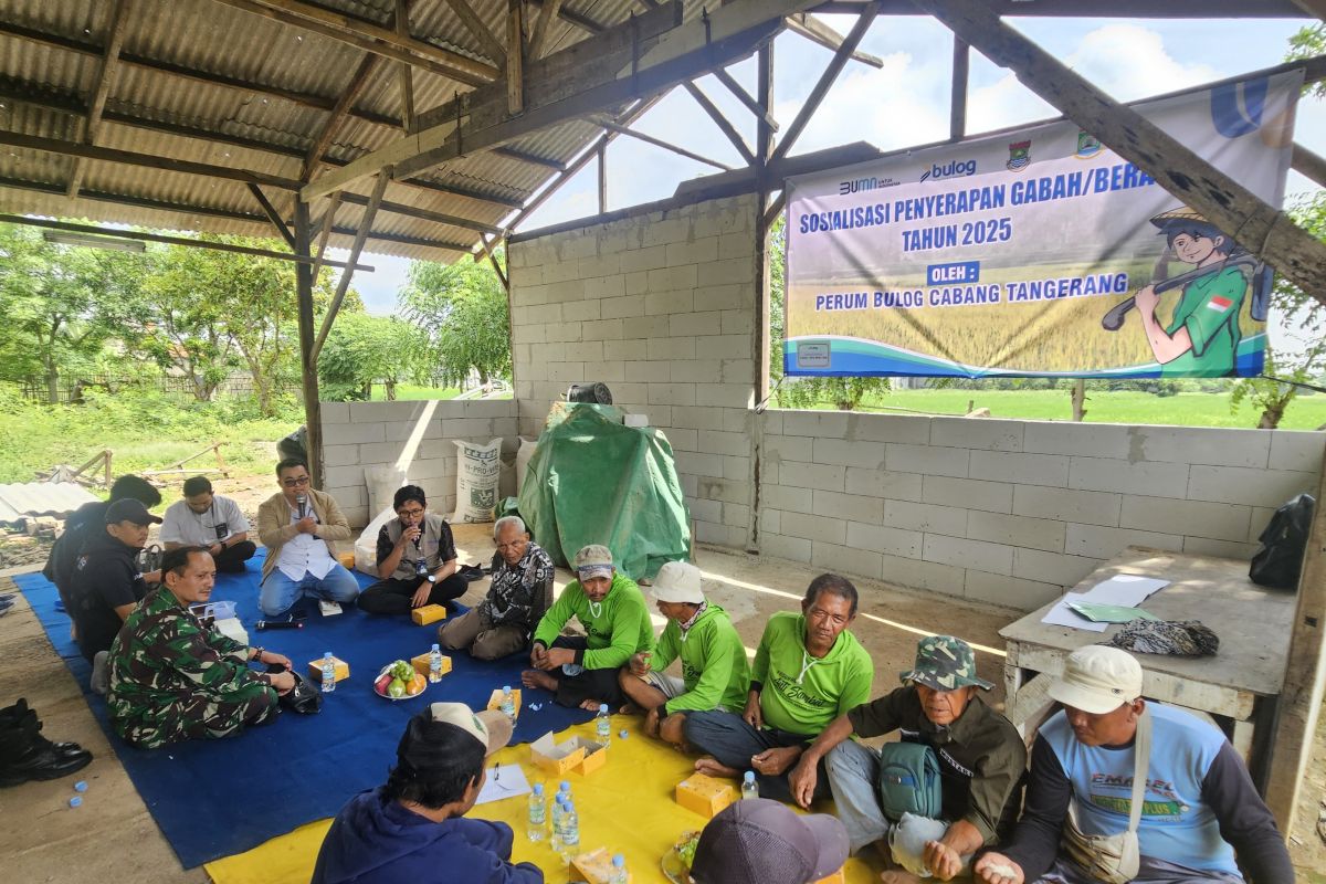 Serap gabah beras petani lokal, Pemkot Tangerang gandeng Bulog