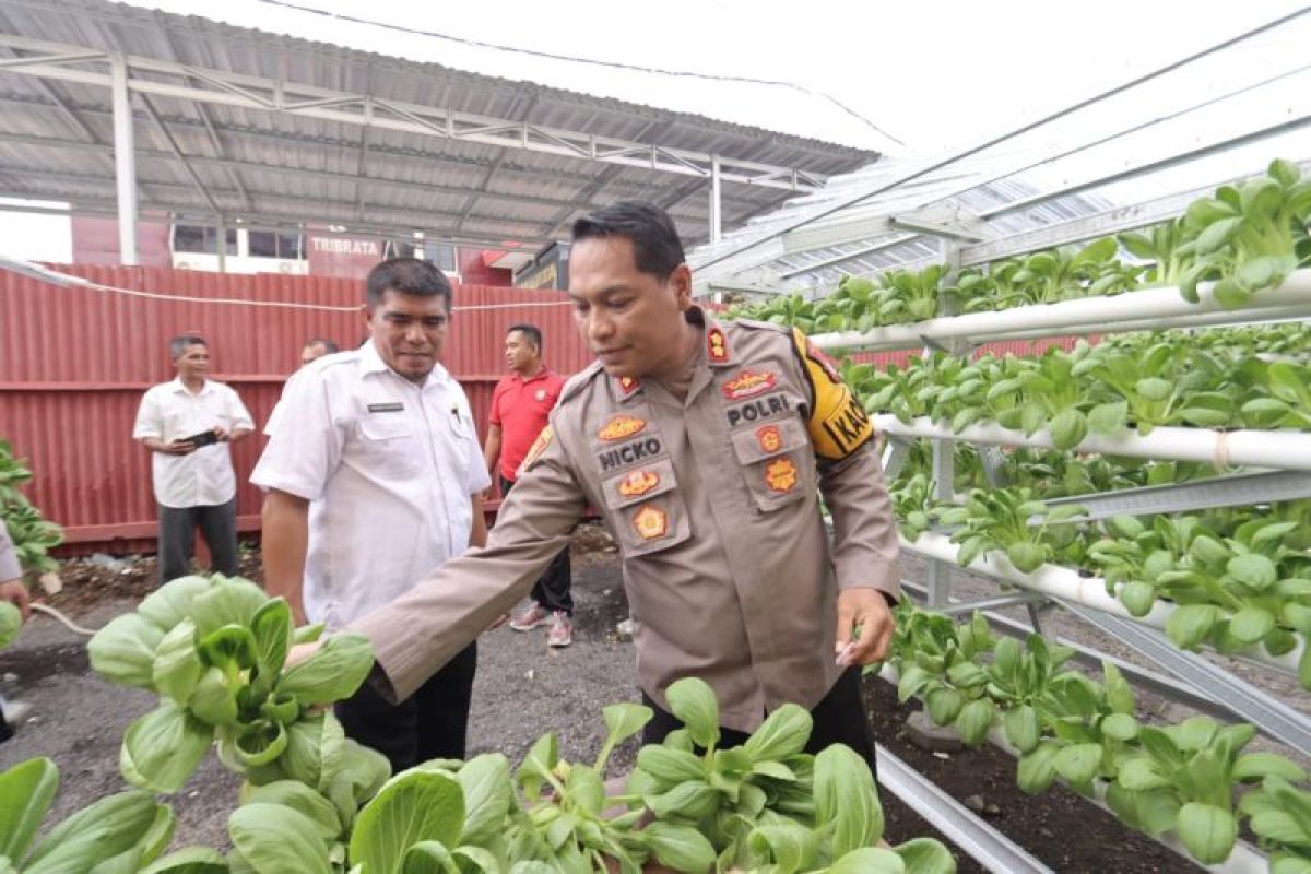 Polres Ternate-Dinas Pertanian panen perdana tanaman hidroponik