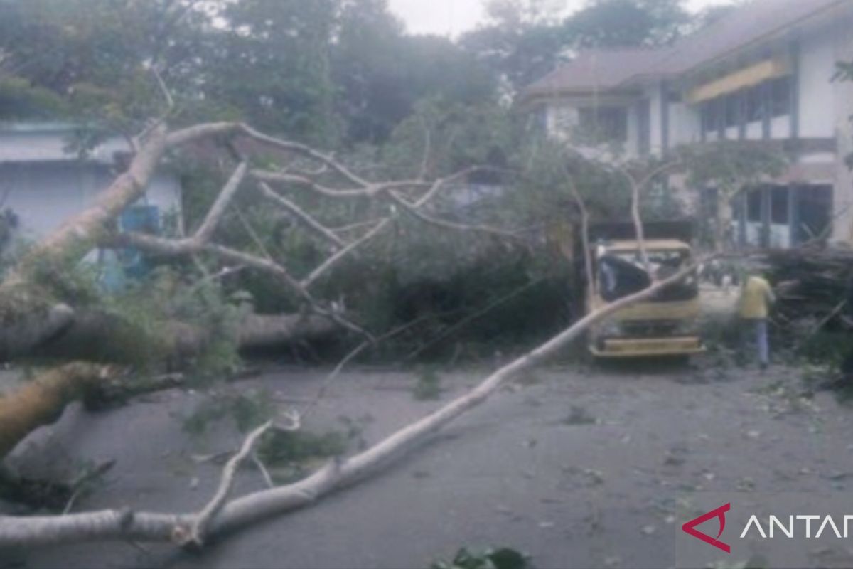 Satu orang terluka akibat tertimpa pohon di Kantor Bupati Inhu