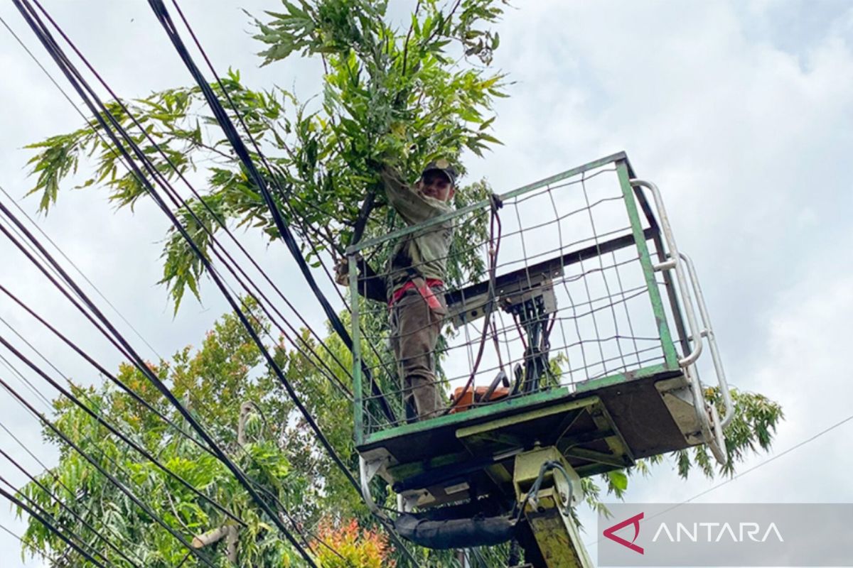 Jaktim pangkas 78 pohon di Matraman antisipasi pohon tumbang